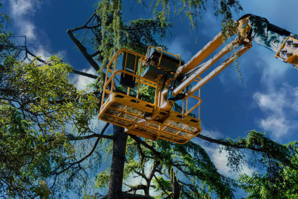 Reliable Maud, TX Tree Removal and Landscaping Services Solutions